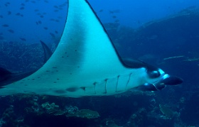 Komodo 2016 - Oceanic Manta Ray - Raie Manta Oceanique - Manta Birostris - IMG_6748_rc